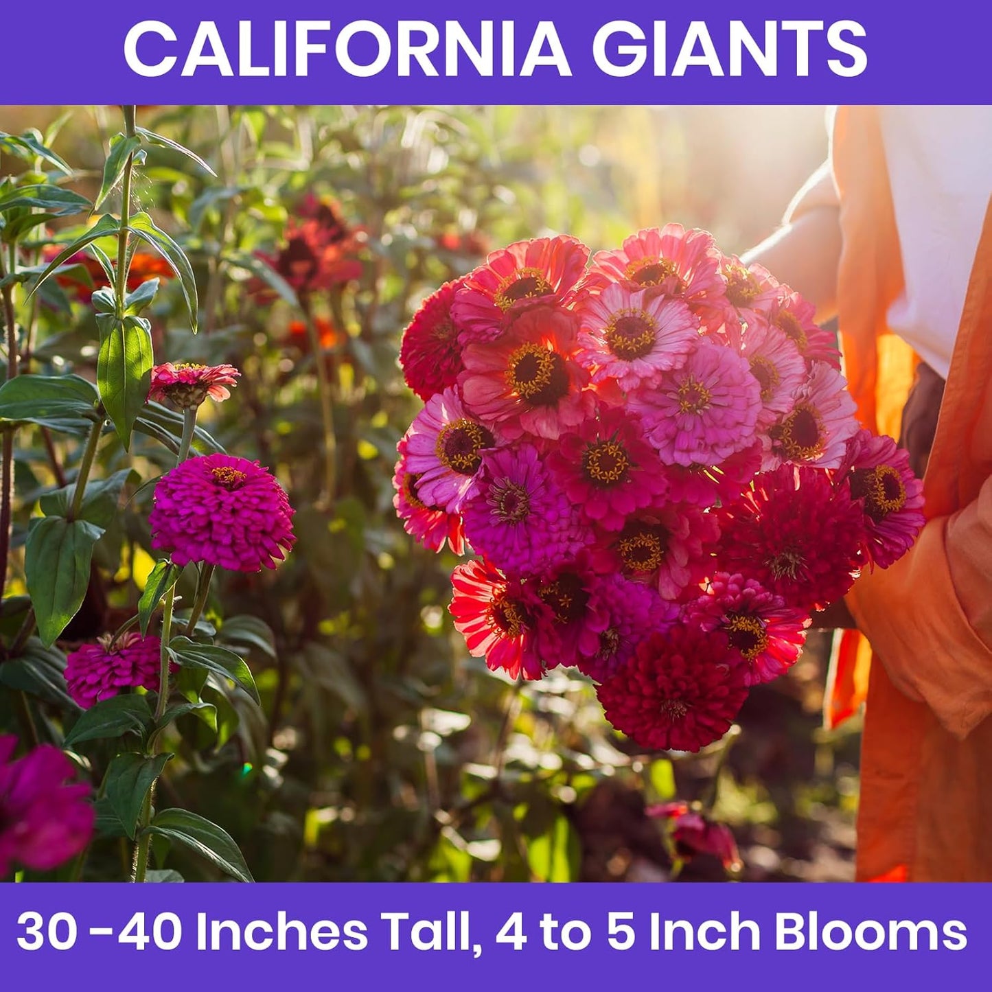 NatureZ Zinnia Seeds - Non-GMO Flower Seeds for Easy Outdoor Planting | 1/4 lb Bulk Mix