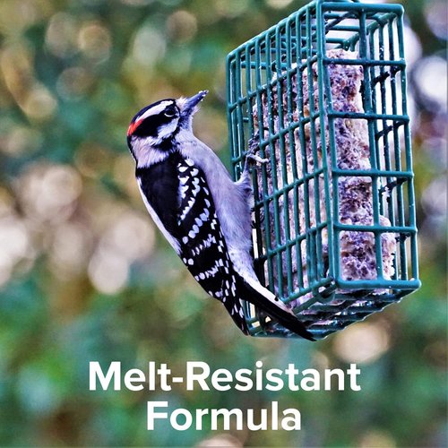 Blue Seal Suet Cakes for Wild Birds - No Mess Feed for Woodpeckers, Cardinals & More | 11oz (Pack of 12)