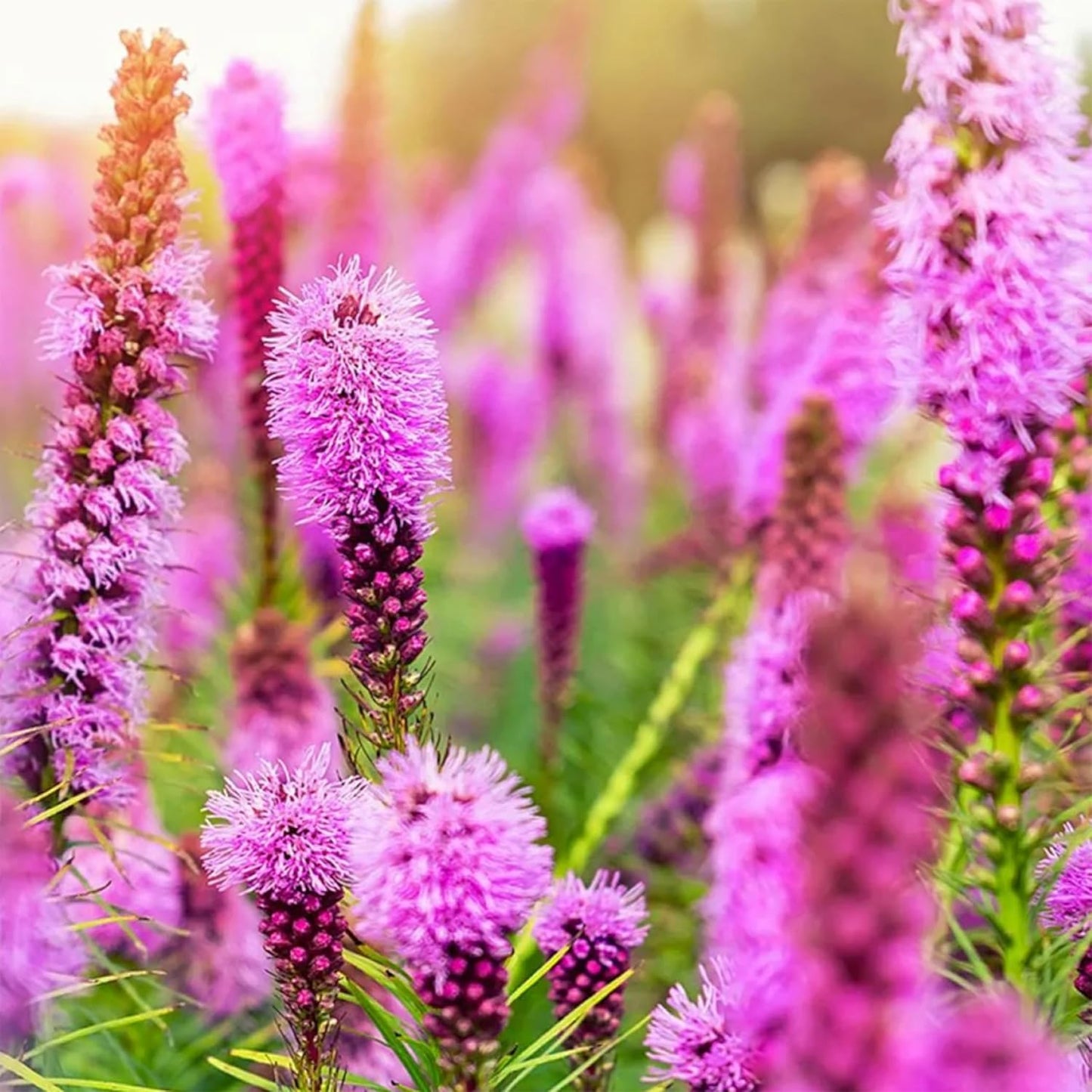KVITER Blazing Star Flower Seeds - Heirloom Non-GMO Gayfeather Pollinator Mix | 200 Perennial Seeds for Native Landscapes