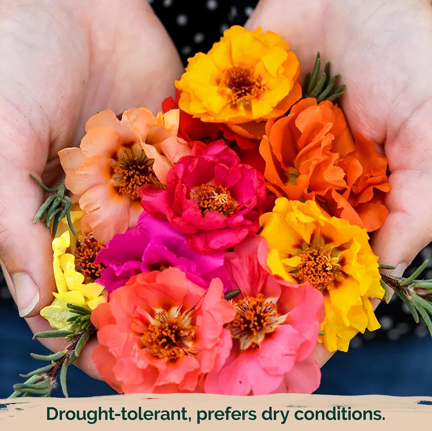 KVITER 15,000 Mix Moss Rose Seeds - Heirloom Flowering Ground Cover for Vibrant Gardens | Portulaca Grandiflora