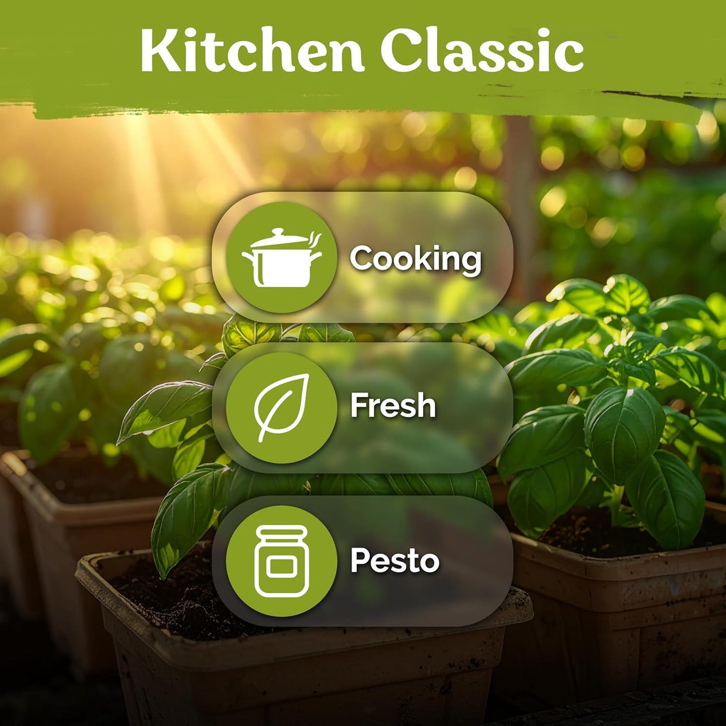 KVITER 2000 Italian Basil Seeds - Sweet Genovese Heirloom & Non-GMO for Indoor/Outdoor Gardens