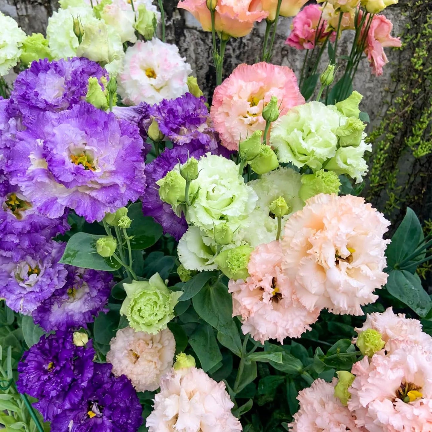 Lisianthus Seeds - Premium Quality 2000+ Seeds for Vibrant Garden Blooms