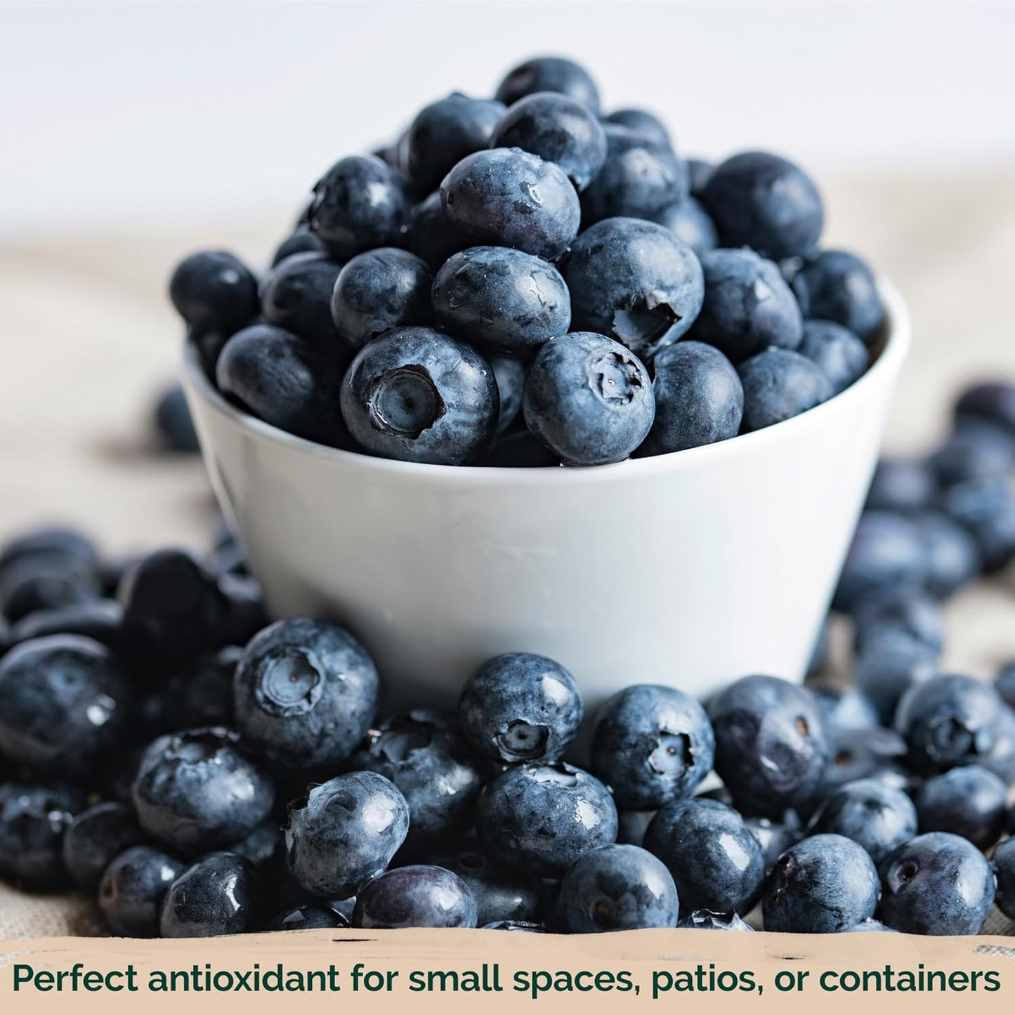 KVITER Blueberry Seeds - Sweet Dwarf Lowbush Heirloom Plant Seeds | Non-GMO Organic, 100 Count