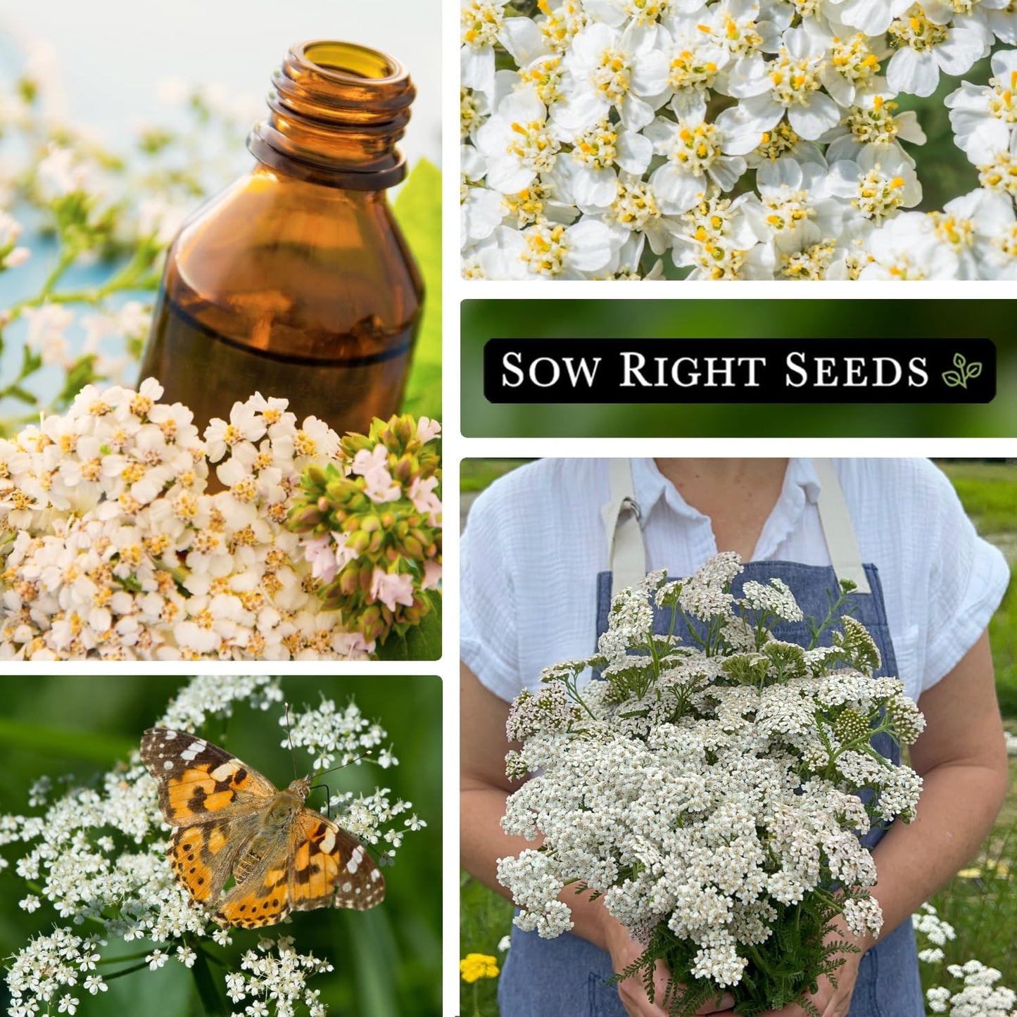 Sow Right Seeds - Common White Yarrow Seeds - Non-GMO Heirloom Packet for Medicinal Herb Garden - Perennial (2)