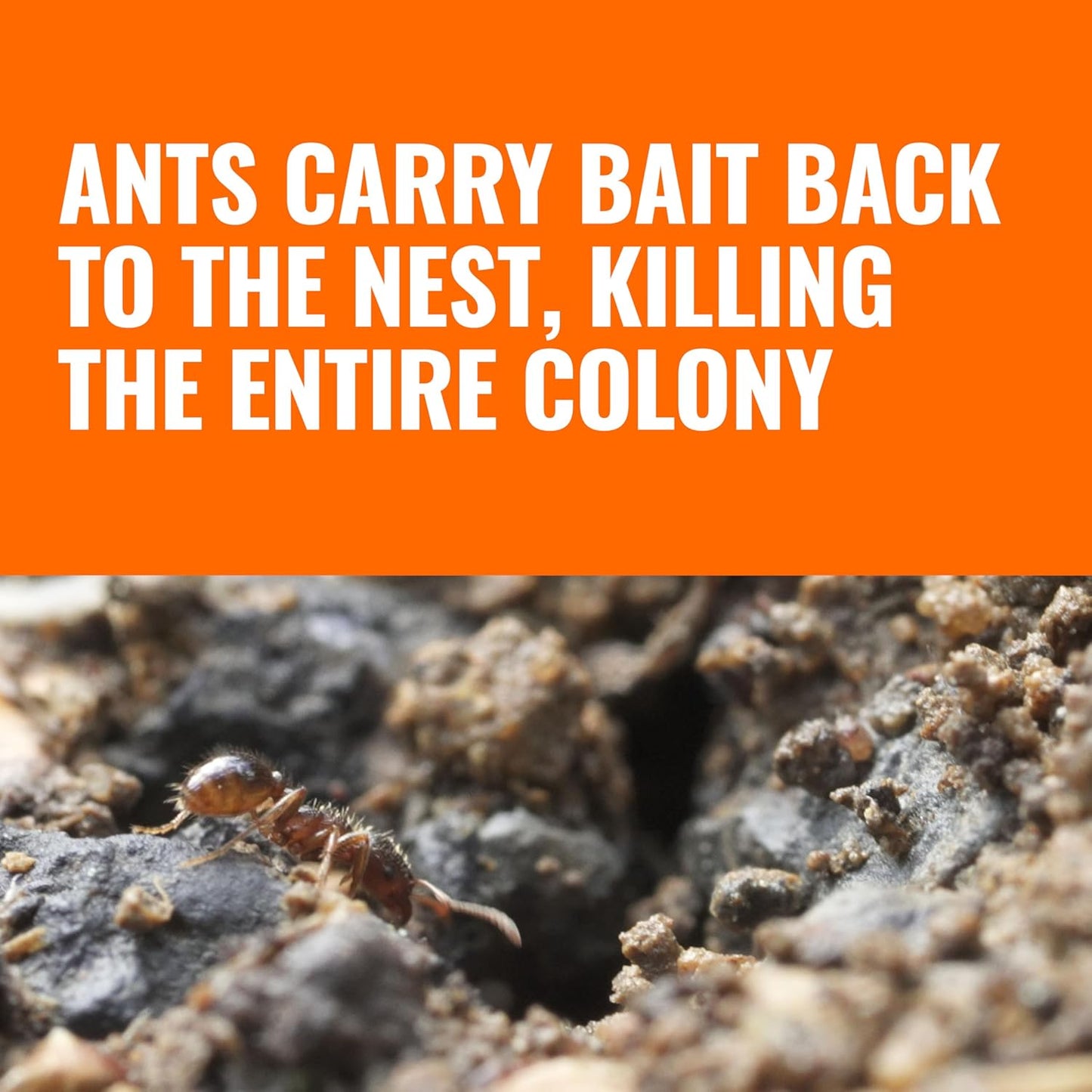 TERRO Liquid Ant Baits - Ready-to-Use Ant Traps for Outdoor Use | Kills Household Ants, 12 Stakes