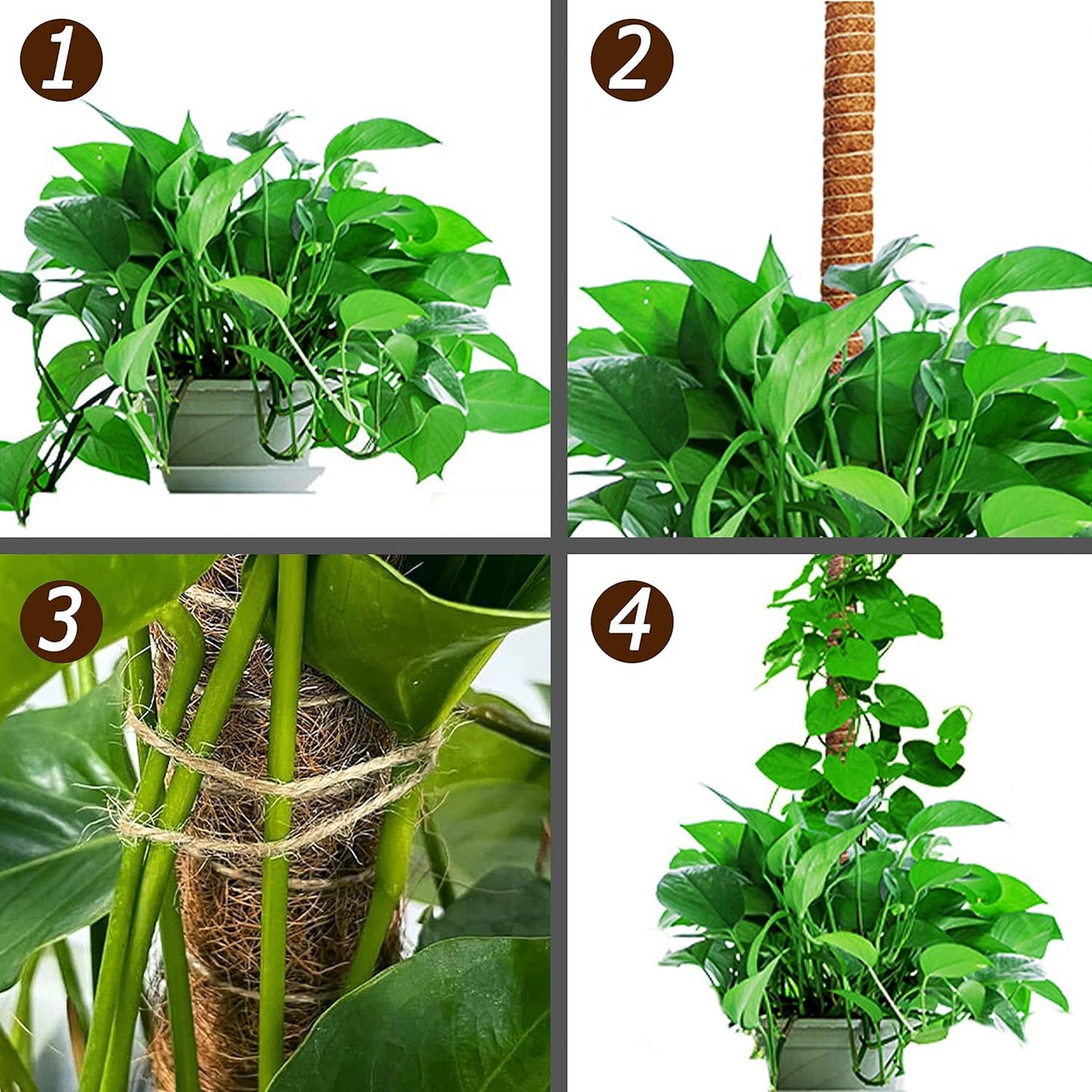 Skiennix 25-Inch Bendable Moss Pole - Handmade Coco Coir Support for Climbing Plants