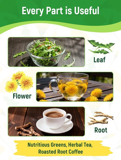 Dandelion Seeds - 4,000+ Heirloom Edible Seeds for Medicinal Gardens | Non-GMO & Pollinator-Friendly