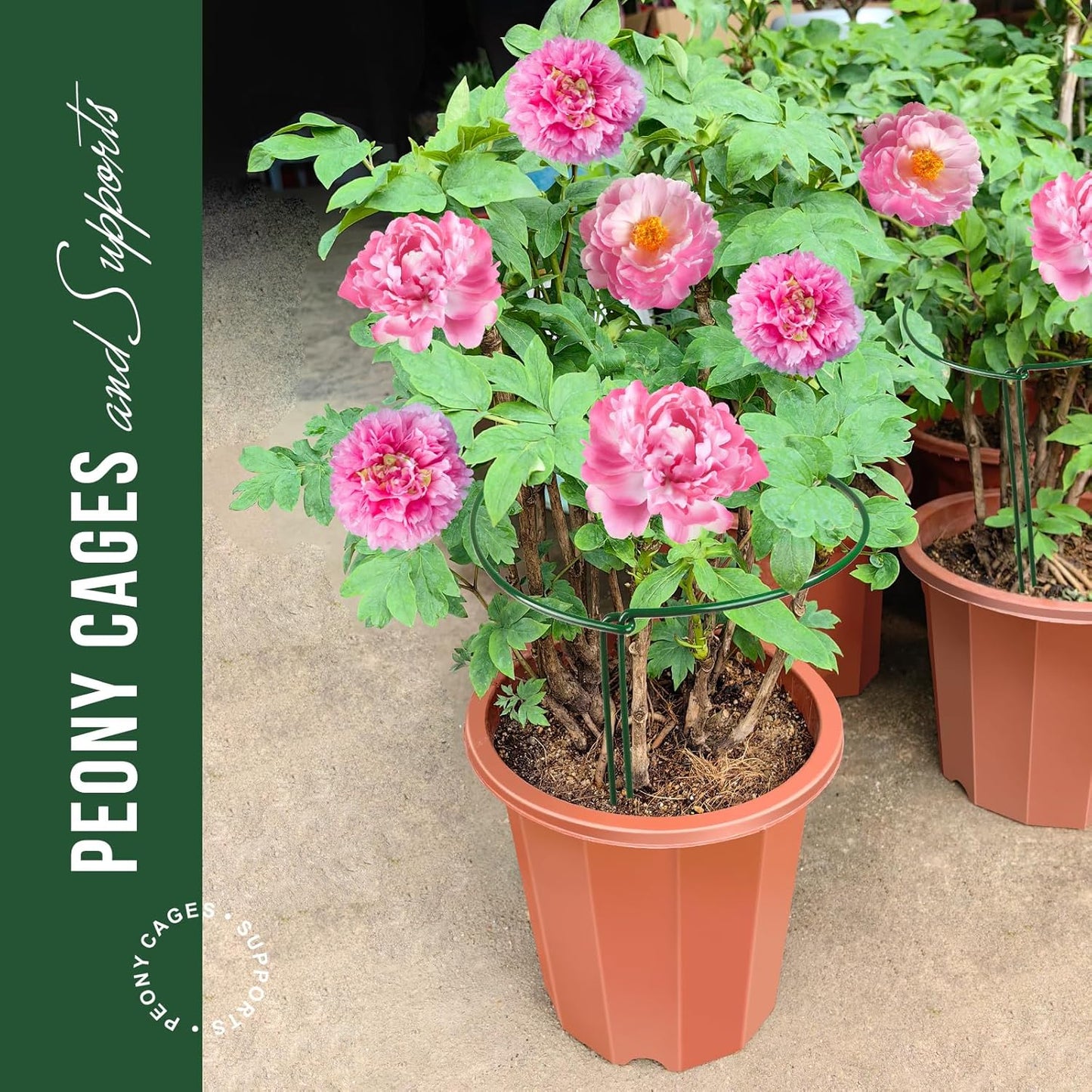 LEOBRO Plant Support Stakes - Metal Peony Support for Tomatoes & Hydrangeas | 9.8" W x 15.7" H, 6 Pack