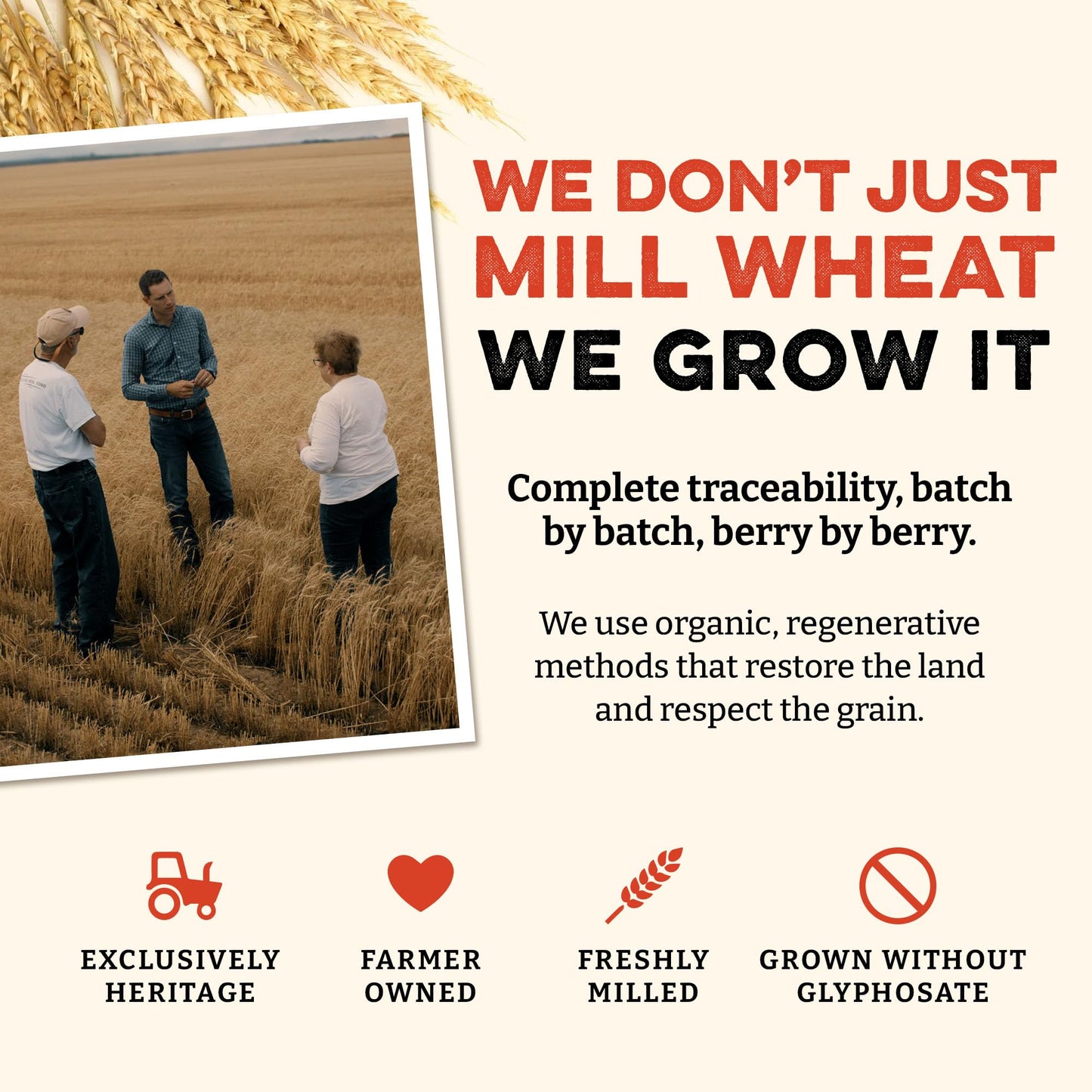 Sunrise Flour Mill Heritage Hard Red Wheat Berries (Turkey Red) (80 Ounce (Pack of 1)) Certified Organic | Non-GMO | Unprocessed | Vegan | Kosher | Shelf-stable Whole Wheat Berries Organic