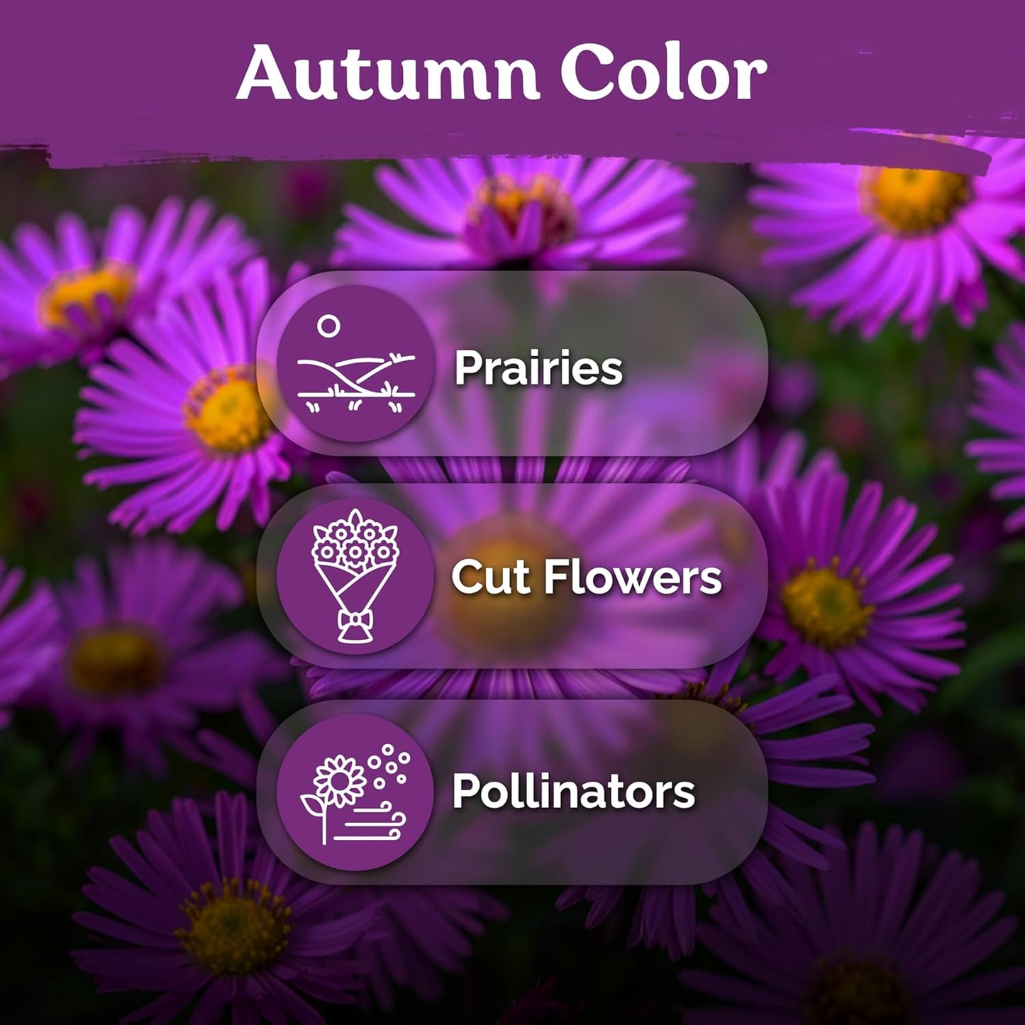 KVITER 600 New England Aster Seeds - Purple Aster Wildflower Seed Packets for Perennial Gardens