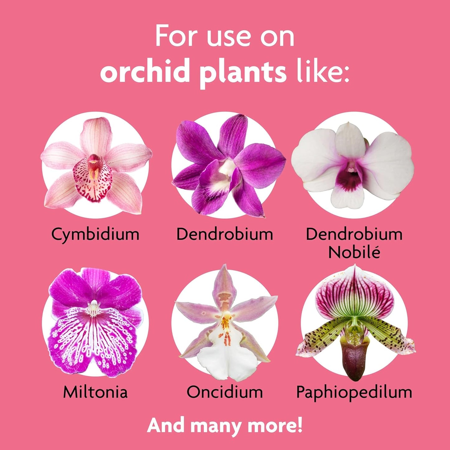Miracle-Gro Orchid Plant Food Spikes - 10 Fertilizer Sticks for Potted Orchids | Lasts Up to 2 Months