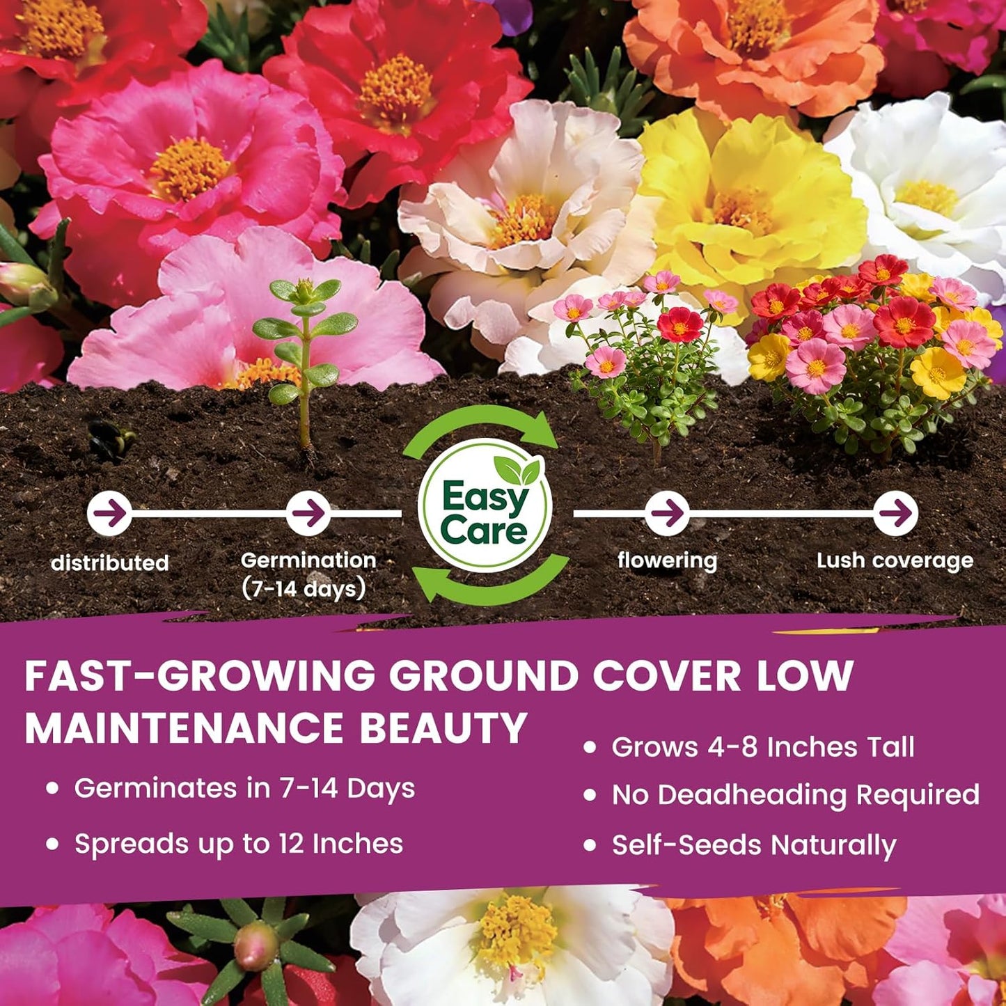 Moss Rose Seeds - 50,000+ Non-GMO Heirloom Portulaca Seeds | Drought-Tolerant Rainbow Mix for Outdoors