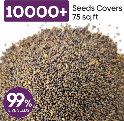 Groundio Johnny Jump Up Seeds - 10,000+ Non-GMO Perennial Wild Violet Seeds | Edible Flowers, Attracts Pollinators