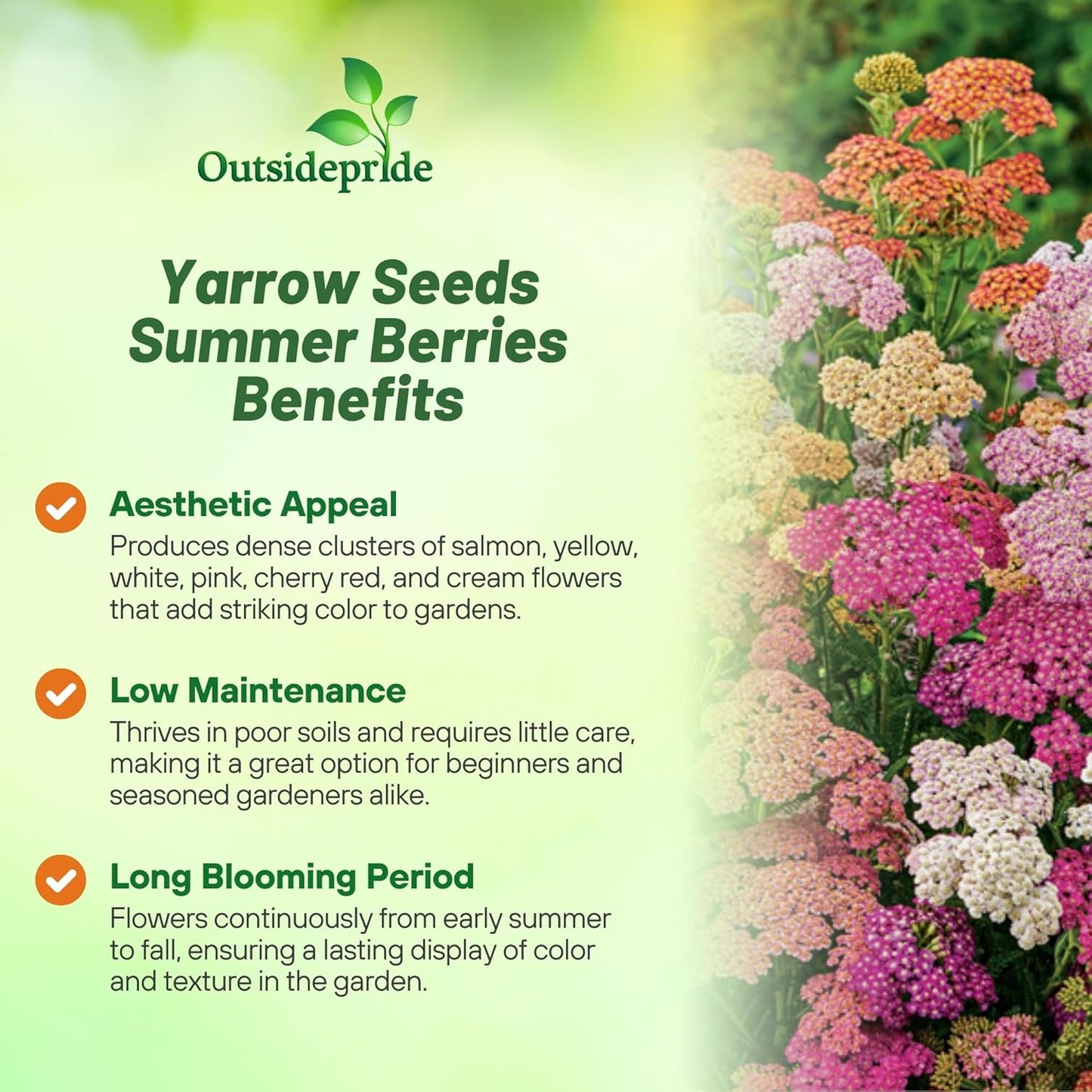 Outsidepride Summer Berries Mix Yarrow Seeds - 1000 Pcs | Perennial, Drought-Tolerant Flower Seeds for Vibrant Blooms