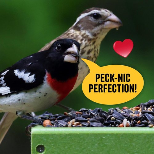 Cool Birds Wild Bird Seed - 10 lb Classic Blend with Black Oil Sunflower & Peanuts | Balanced Outdoor Bird Food