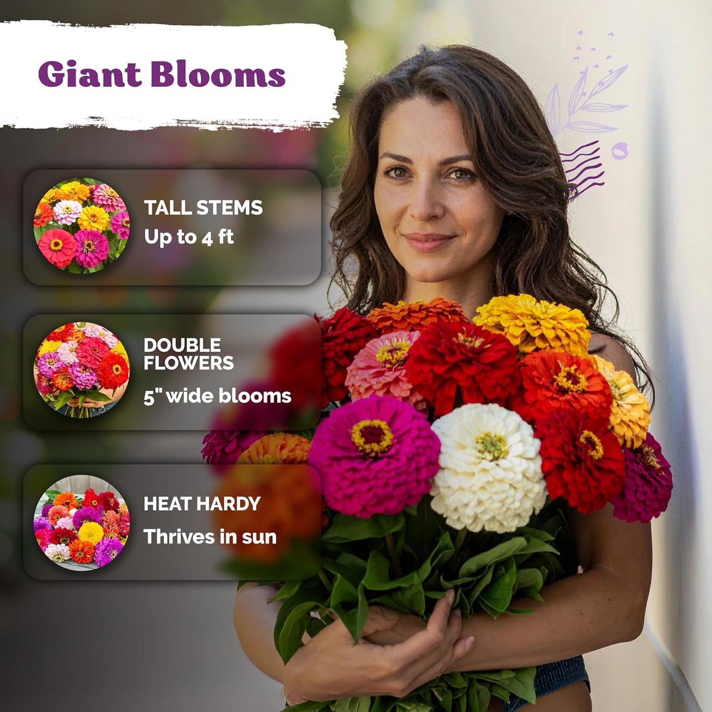 KVITER 550 California Giant Zinnia Seeds - Heirloom Non-GMO Double Blooms | Perfect for Gardens & Containers