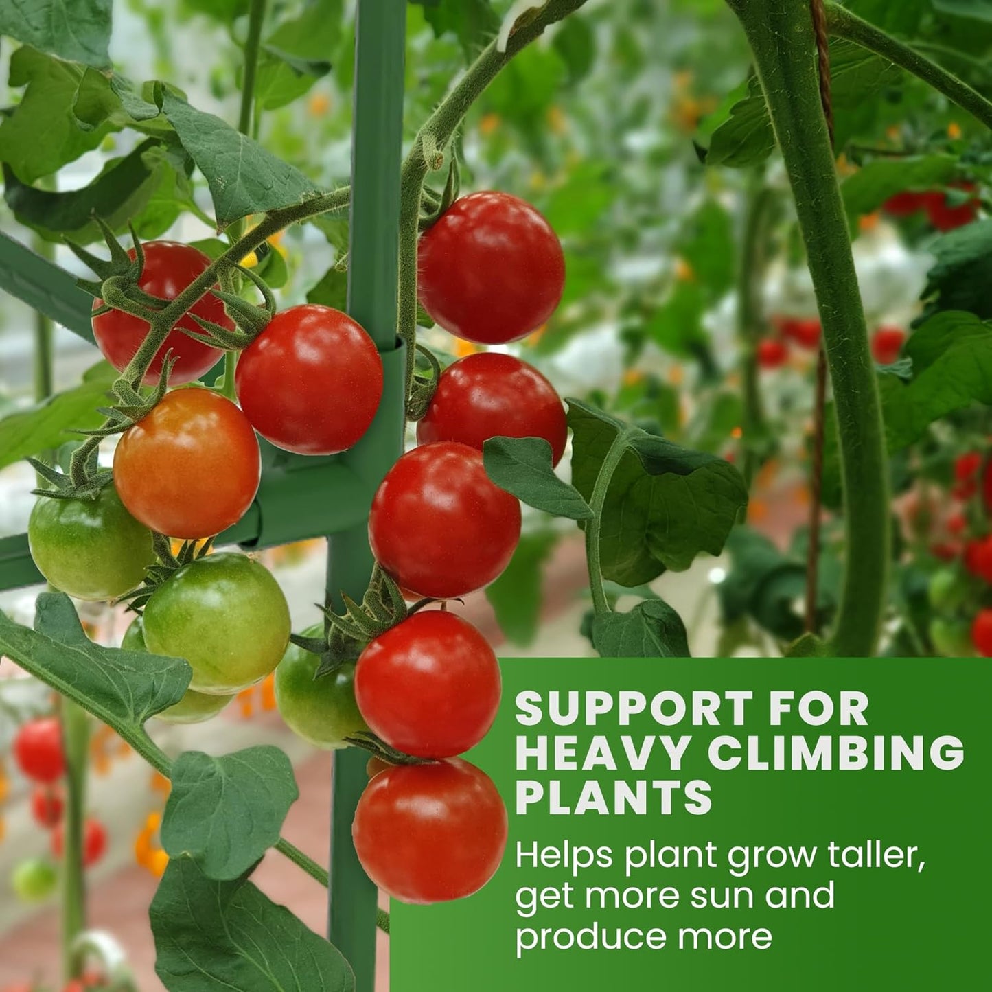 Square Tomato Cage - Durable Plant Support for Vegetables & Climbing Plants | 3 Pack - Up to 41” Tall