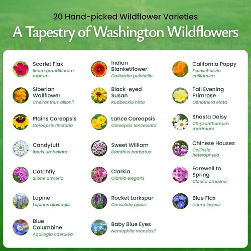 Created By Nature Wildflower Seed Mix - 20 Flower Varieties | 60,000+ Seeds for Vibrant Gardens