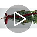 Green 2-Pack 36" Norfolk Pine Christmas Teardrop Swag with LED Lights - Holiday Decor