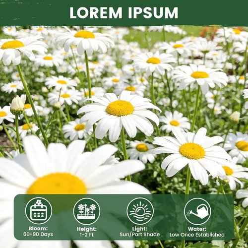 German Chamomile Seeds - 10,000+ Non-GMO Heirloom Seeds for Herbal Tea & Pollinator Attraction | USDA Zones 4-9