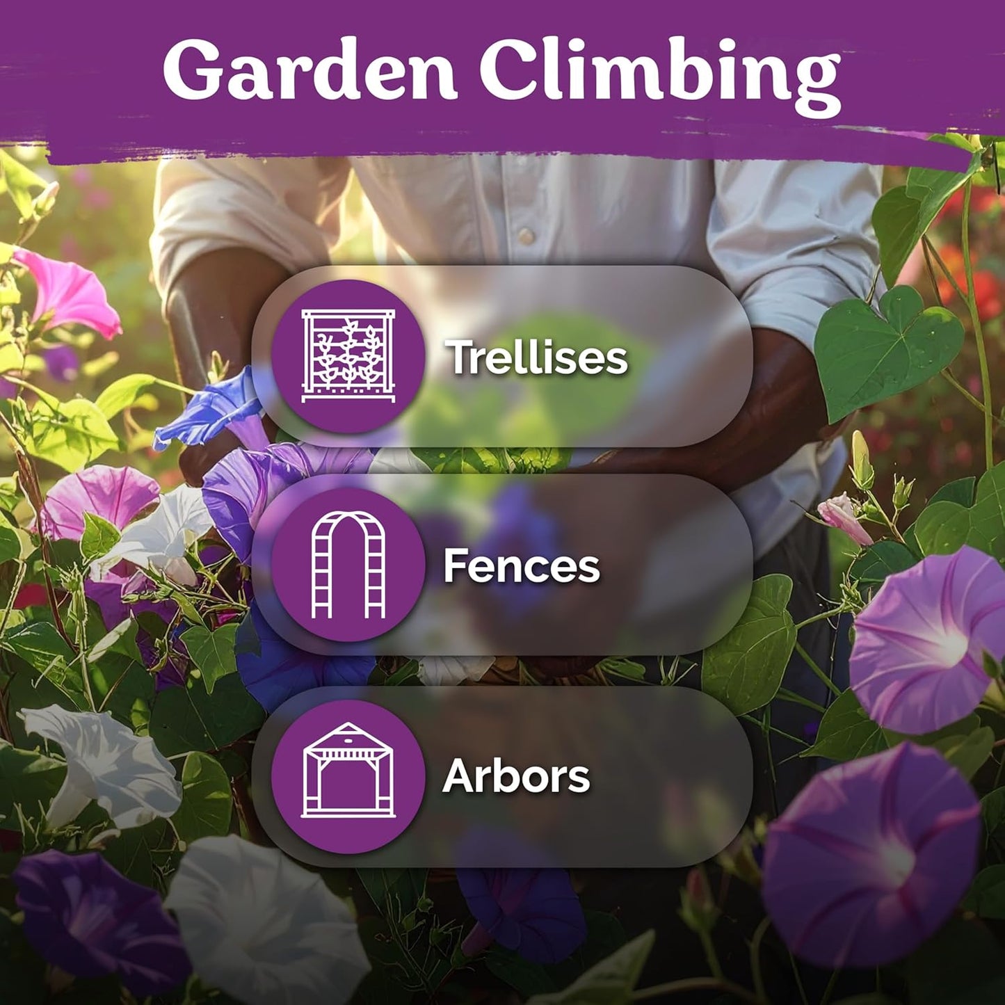 KVITER Morning Glory Seeds Mix - 50 Tall Climbing Flower Seeds for Home Garden & Outdoor Containers
