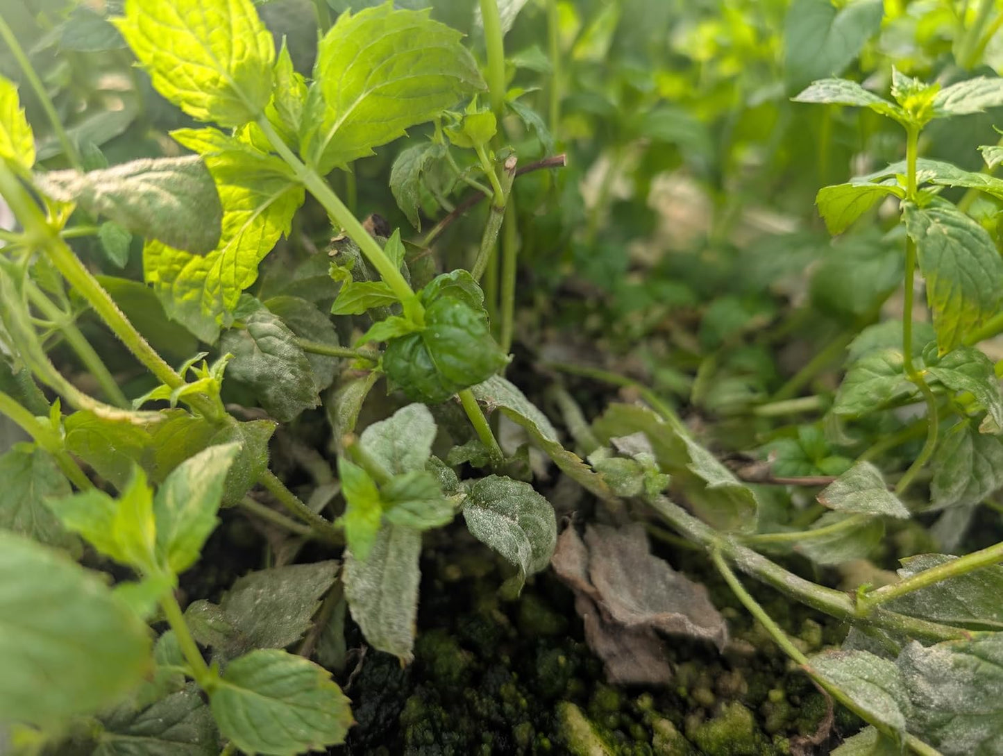 Plant Disease Control Spray by [Brand Name] - Natural Fungicide with Thyme Oil - Prevents Mildew & More - Safe for Indoor/Outdoor Use - 16oz