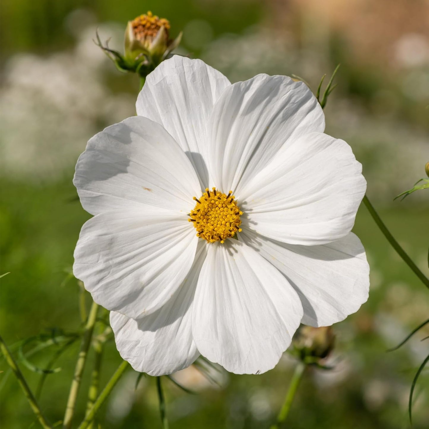 Seed Needs Cosmos Seeds - White Purity Variety Flowering Seeds | 5,000+ Heirloom Cosmo Bipinnatus | Large White Blooms Attract Butterflies & Pollinators