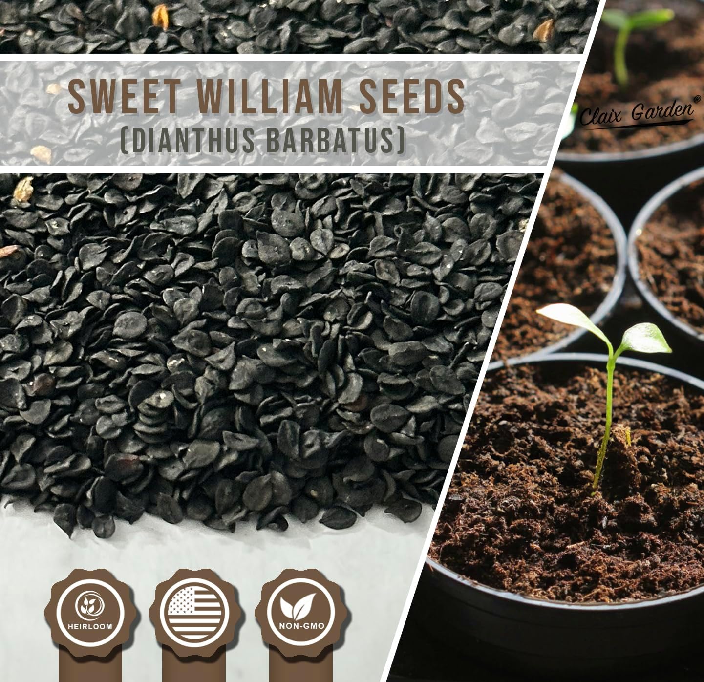 Sweet William Mix - Dianthus Barbatus Seeds | 10,000 Non-GMO Heirloom Seeds for Vibrant Pollinator Gardens