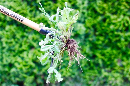 Grampa's Weeder - Original Stand Up Weed Puller & Hand Weeder Tool Bundle for Effortless Weed Removal
