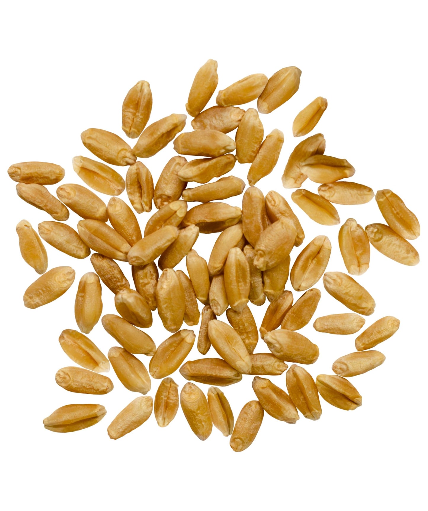 Palouse Brand Certified Glyphosate Residue Free Hard Red Spring Wheat Berries | 5 LBS | 100% Non-Irradiated | Certified Kosher Parve | USA Grown | Non-GMO Project Verified