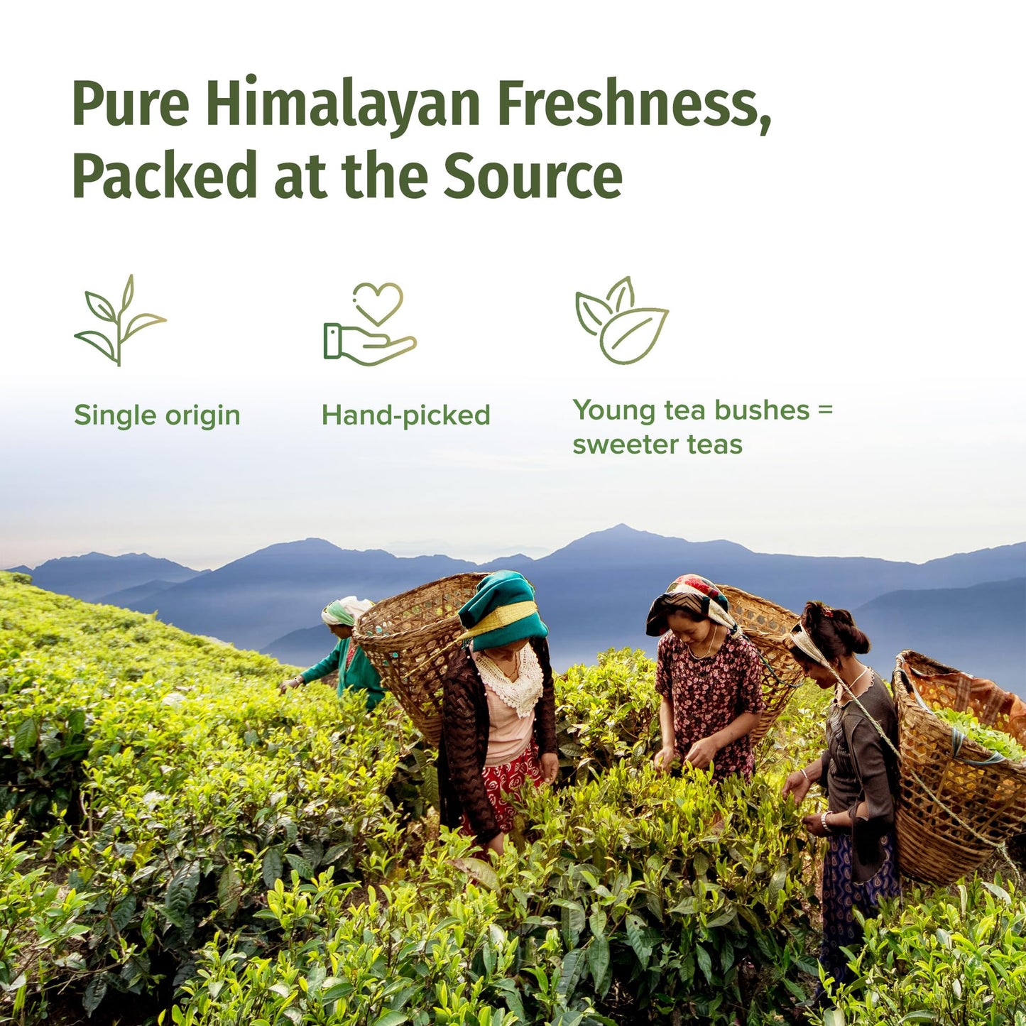 NEPAL TEA Organic Black Tea Bags from the Himalayas - 15 Pyramid Tea Bags, Single Origin from a Family Farm - Black Tea Bags with Loose Leaf Tea Inside (Himalayan Sunrise), 6 Pack