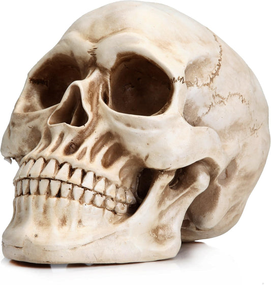 Resin Skull Decor - Human Head Model for Halloween Home Decoration & Bookshelf