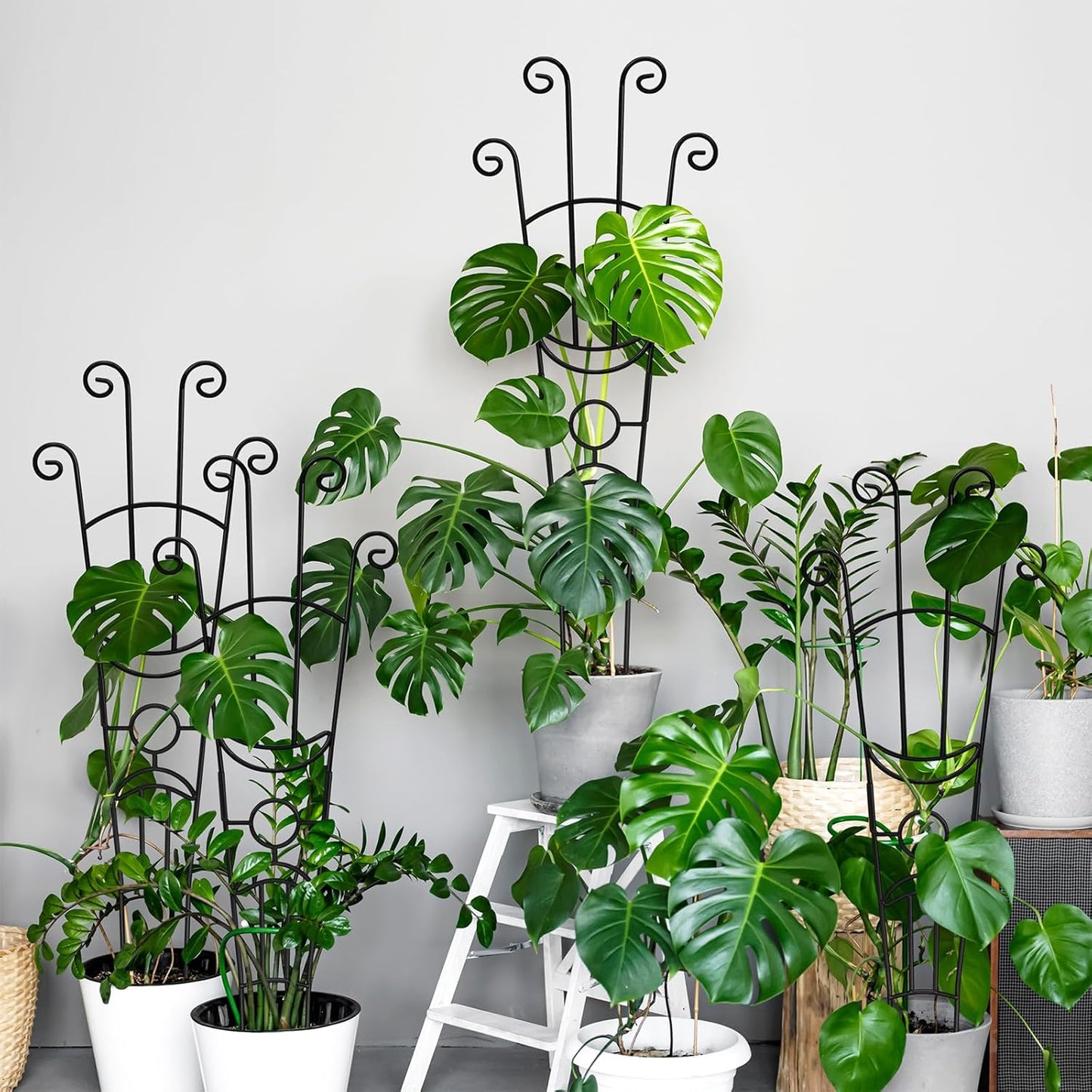 Monstera Plant Support Stakes by [Brand Name] - Durable Metal Trellis for Indoor Climbing Plants | 32.6in, 2-Pack