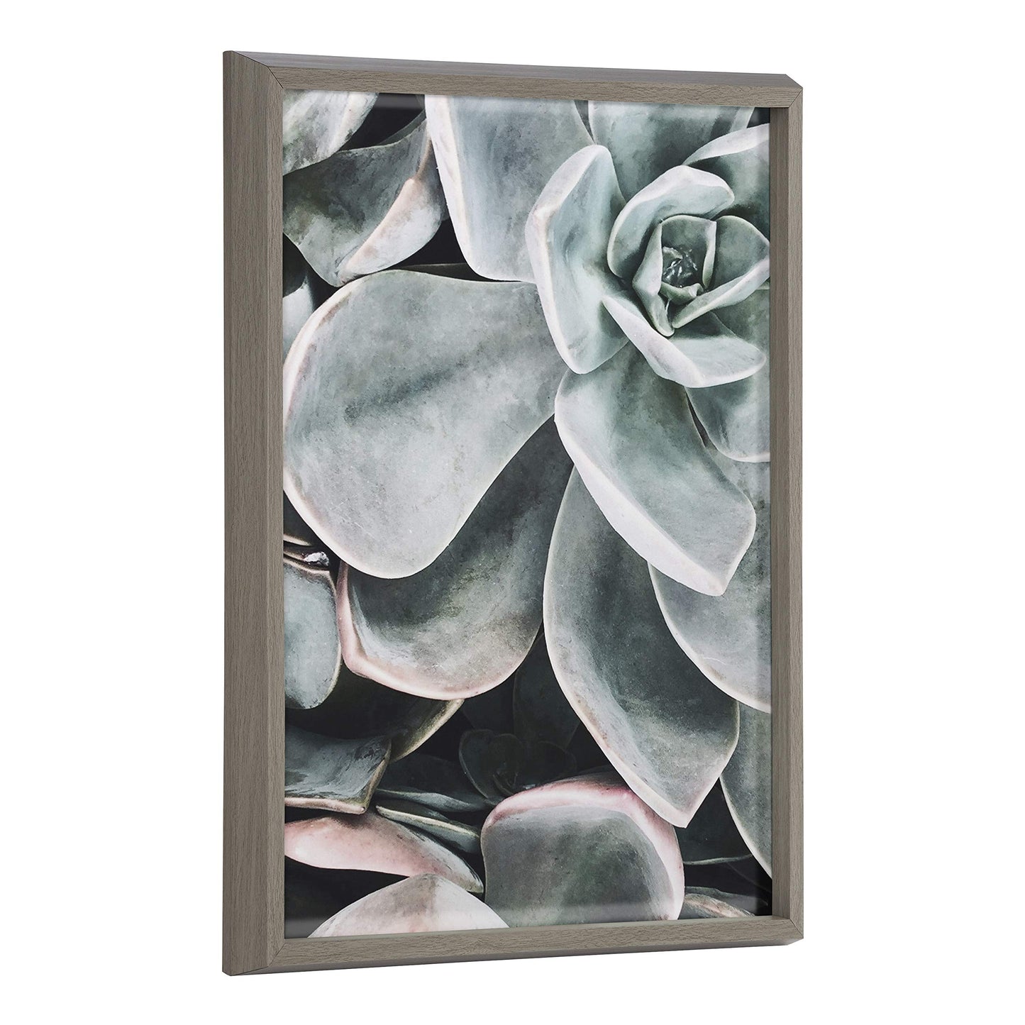 Kate and Laurel Blake Botanical Succulent Plants 2 Framed Printed Glass Wall Art by The Creative Bunch Studio, 18x24 Gray, Succulent Art for Wall