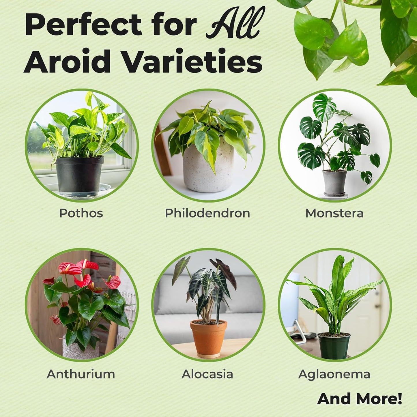 Perfect Plants Organic Aroid Potting Mix - Chunky Gardening Medium for Tropical House Plants | Peat Free, 8qt