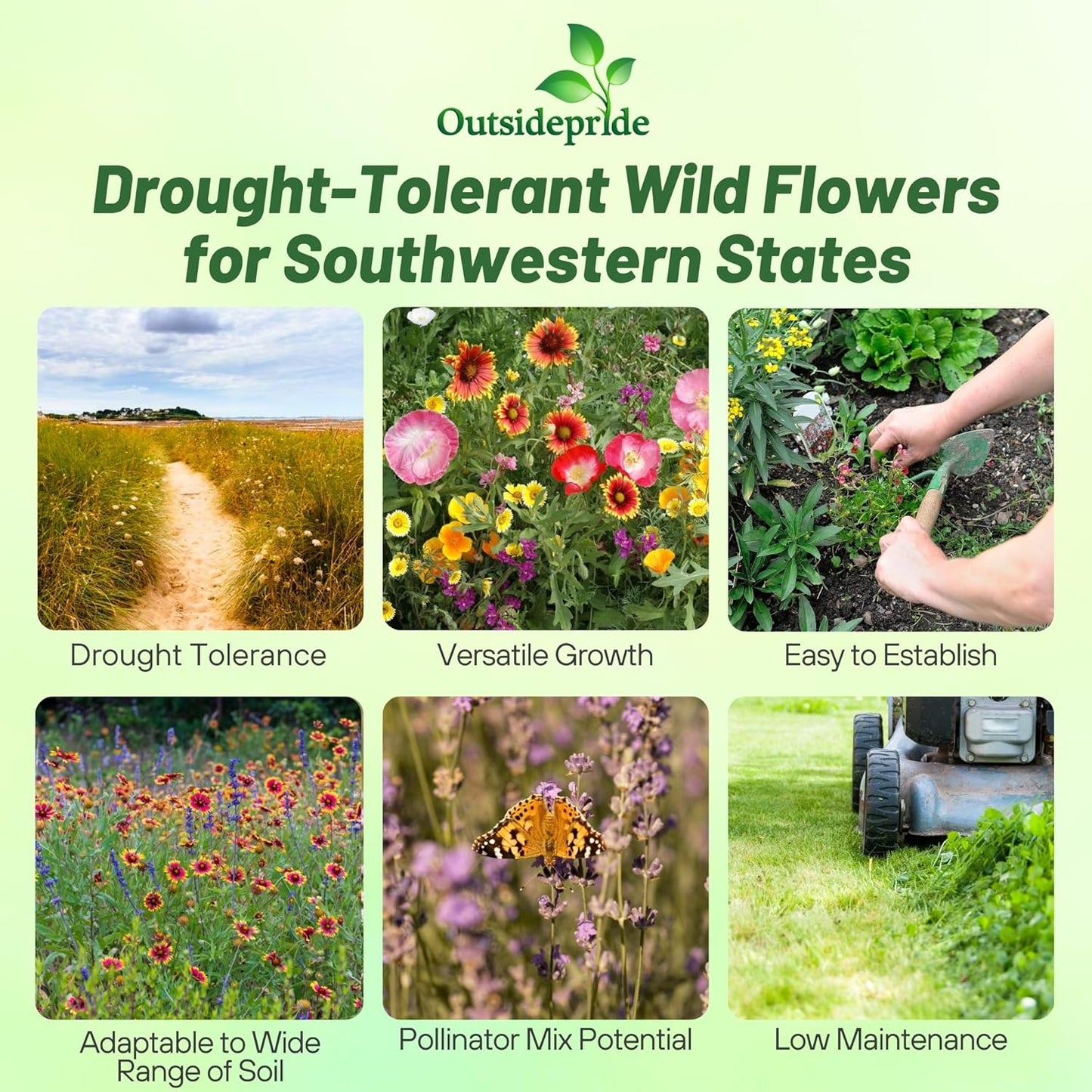 Outsidepride Southwest Wildflower Seed Mix - Premium Heat & Drought Tolerant Blend | 1/4 lb for Vibrant Gardens