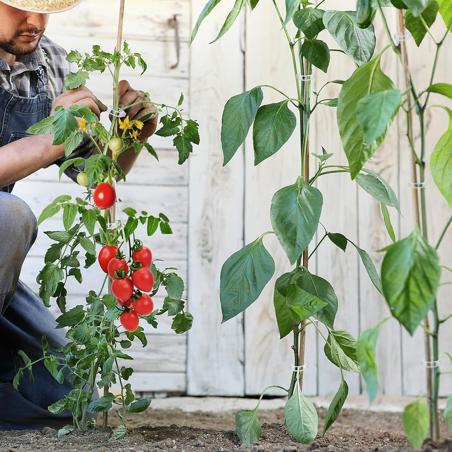Unves Tomato Clips - 250 Pcs Plant Support Hooks for Tomatoes, Cucumbers & Melons | Grow Upright & Prevent Falling