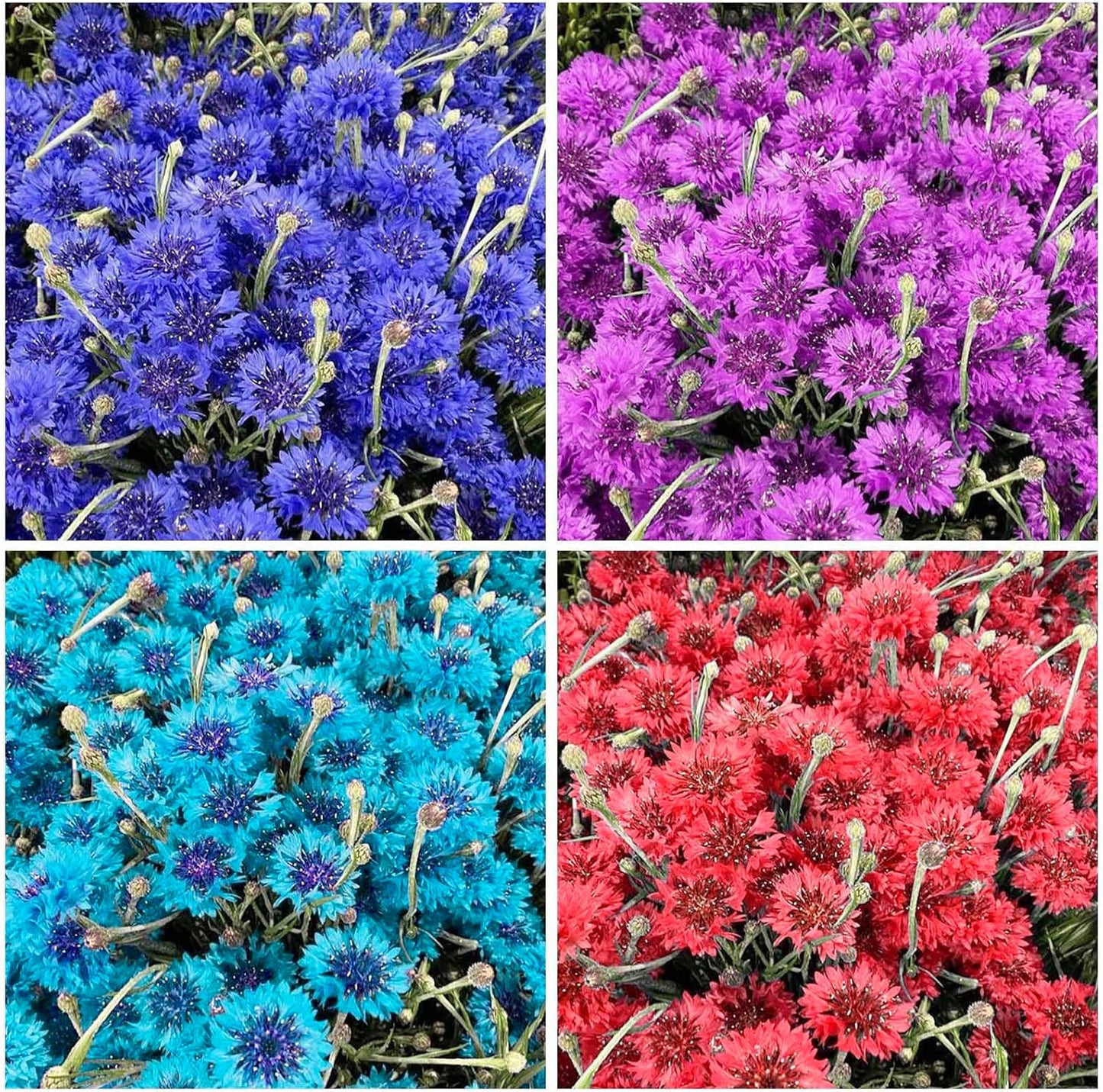 Regine Switzerland 3200+ Mix Cornflower Seeds - Non-GMO Bachelor Button Flower Seeds for Outdoor Gardens