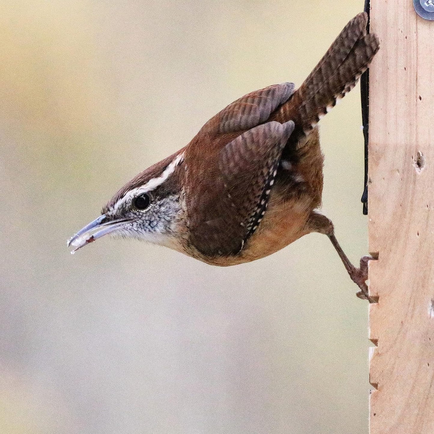 Nature's Way Bird Products Suet Bird Feeder - Tail-Propping Design | 12"H x 7.875"L x 3"W, Brown
