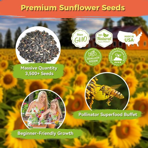 Giant Mammoth Sunflower Seeds - 3000+ Heirloom Seeds for Home Garden | High Germination & Pollinator Friendly