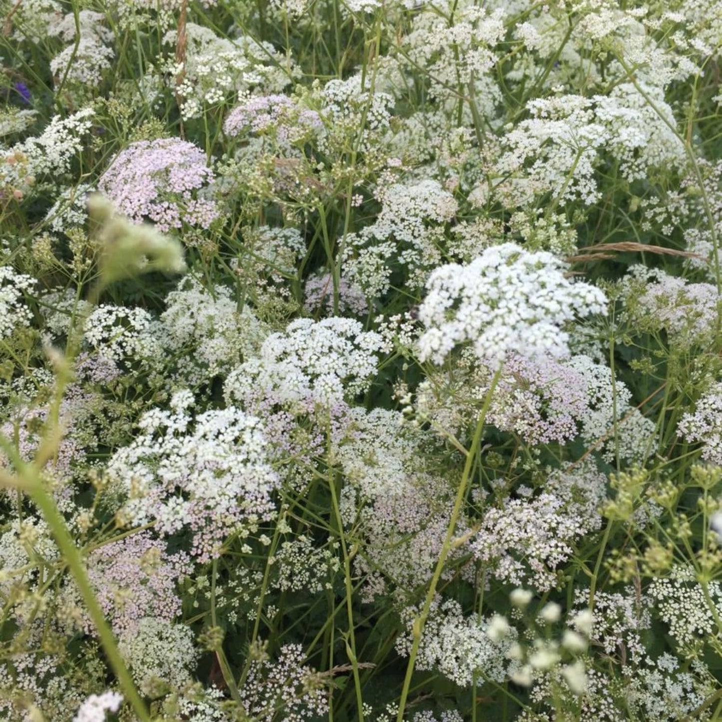 Queen Anne's Lace Seeds - 1000+ Heirloom Non-GMO Organic Wildflower Seeds | Pollinator-Friendly Garden