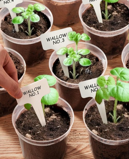 Homenote Clear Nursery Pots - 30 Pack Plastic Seedling Pots with Drainage Holes | 4/5/6.7 Inch Size