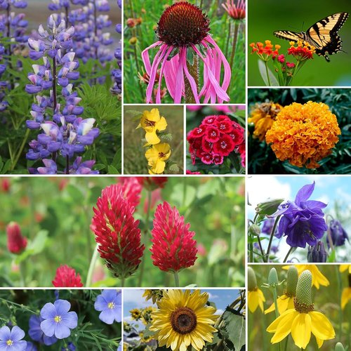 Groundio Wildflower Seeds - 100,000+ Bulk Seeds | 26 Variety Mix to Attract Pollinators - 1/4 lb