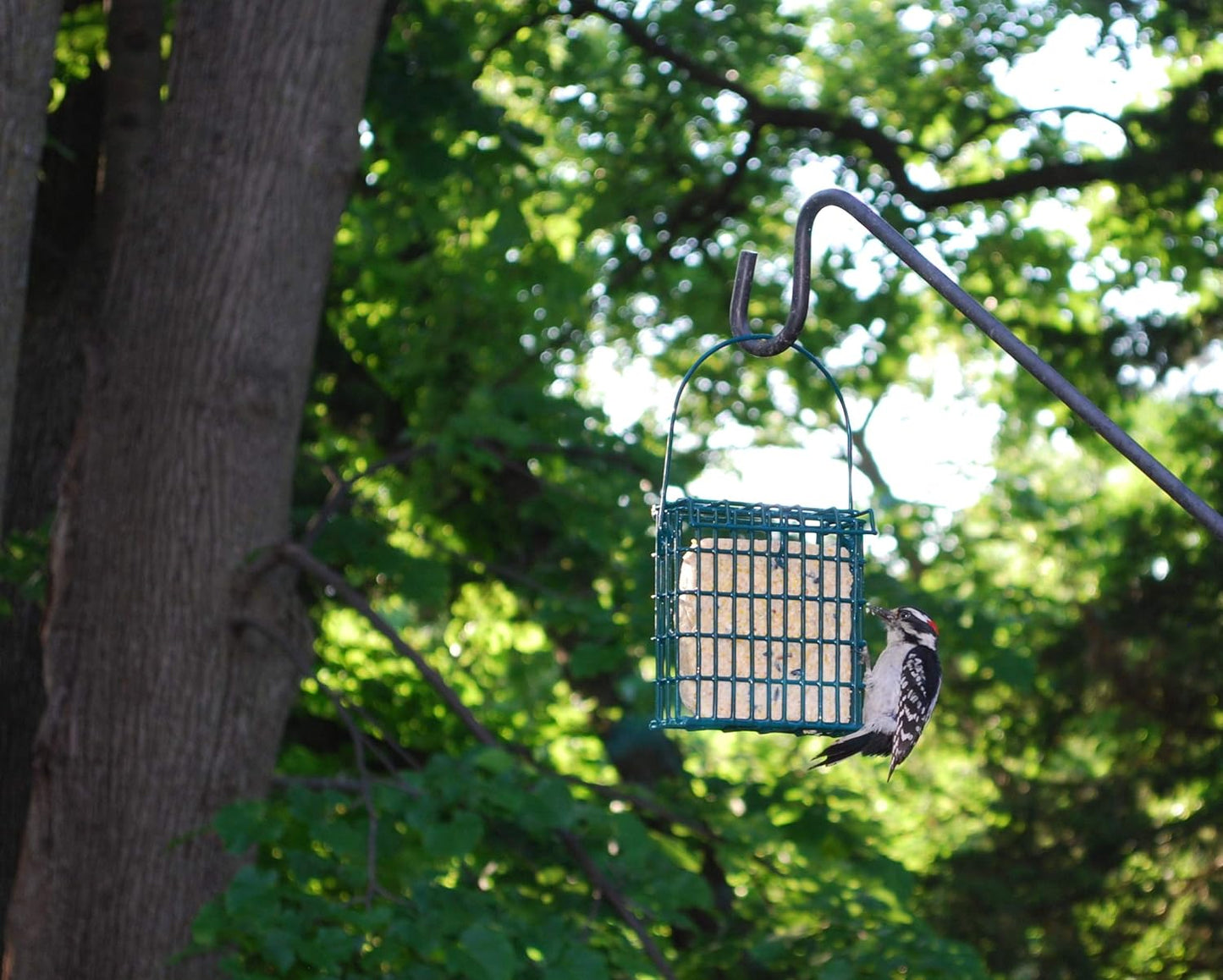 Wildlife Sciences Woodpecker Suet Cake - 10 Pack for Attracting Wild Birds to Your Backyard