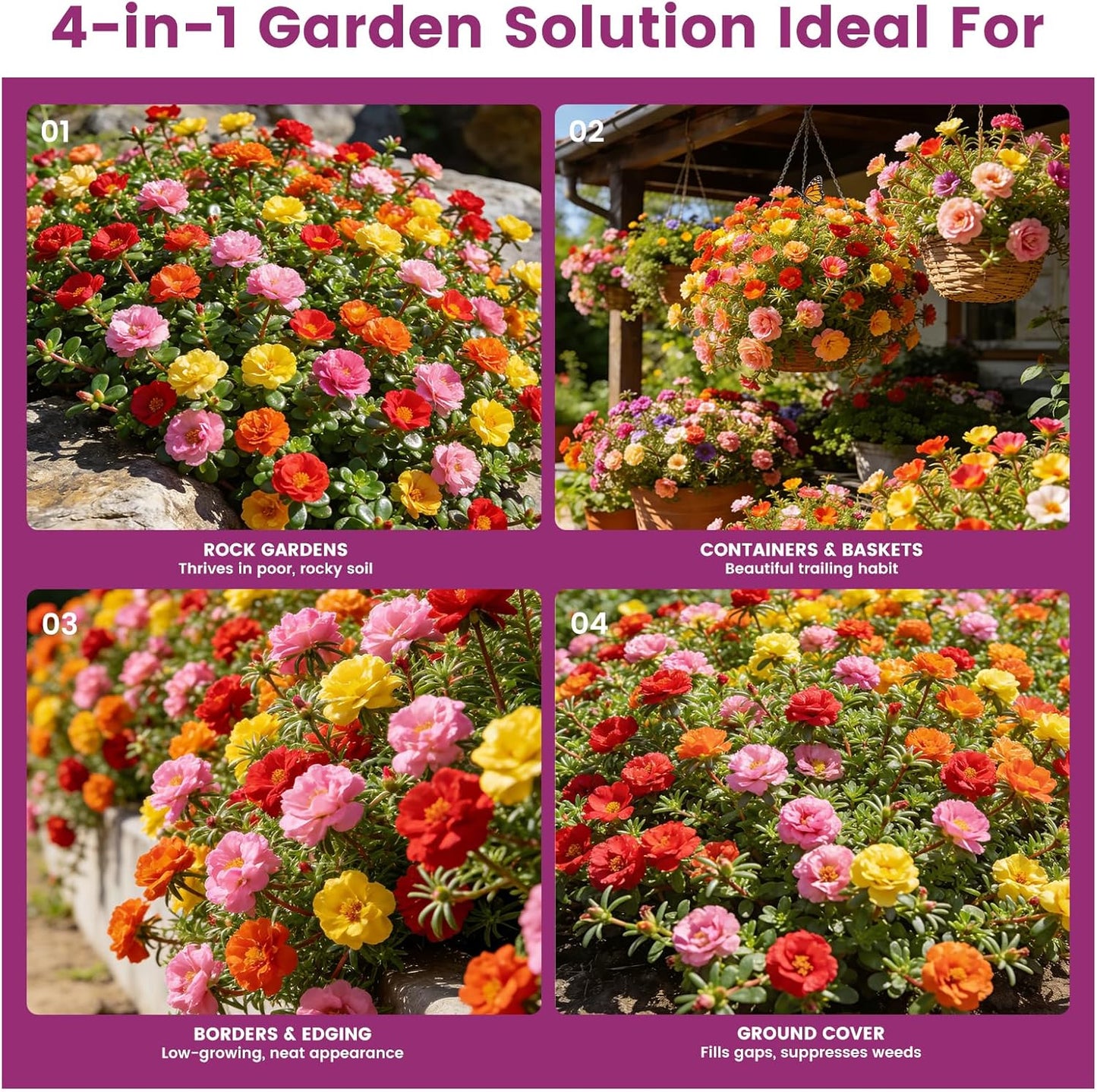 Moss Rose Seeds - 50,000+ Non-GMO Heirloom Portulaca Seeds | Drought-Tolerant Rainbow Mix for Outdoors