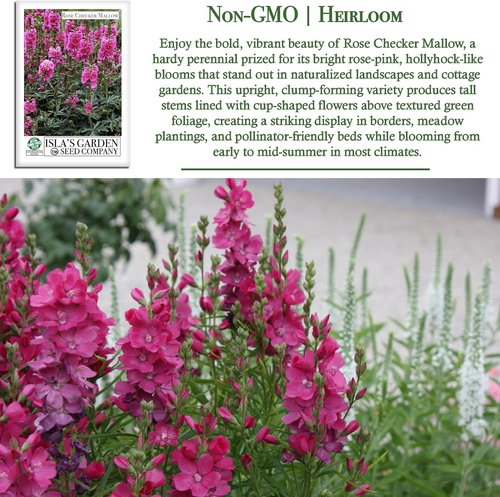 Isla's Garden Seeds Rose Checker Mallow Seeds - 25+ Heirloom Non-GMO Seeds for Hardy Perennial Blooms