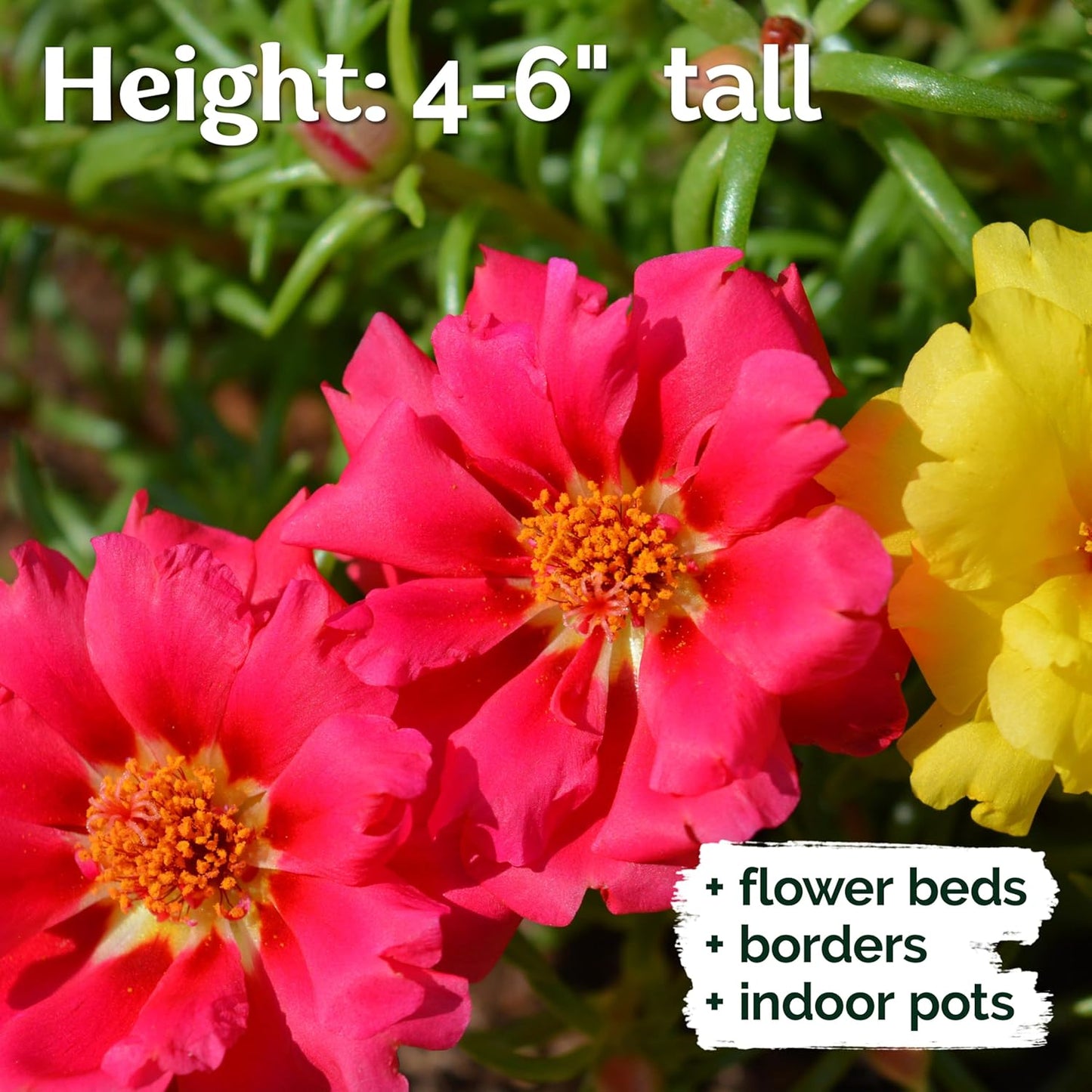 KVITER 15,000 Mix Moss Rose Seeds - Heirloom Flowering Ground Cover for Vibrant Gardens | Portulaca Grandiflora
