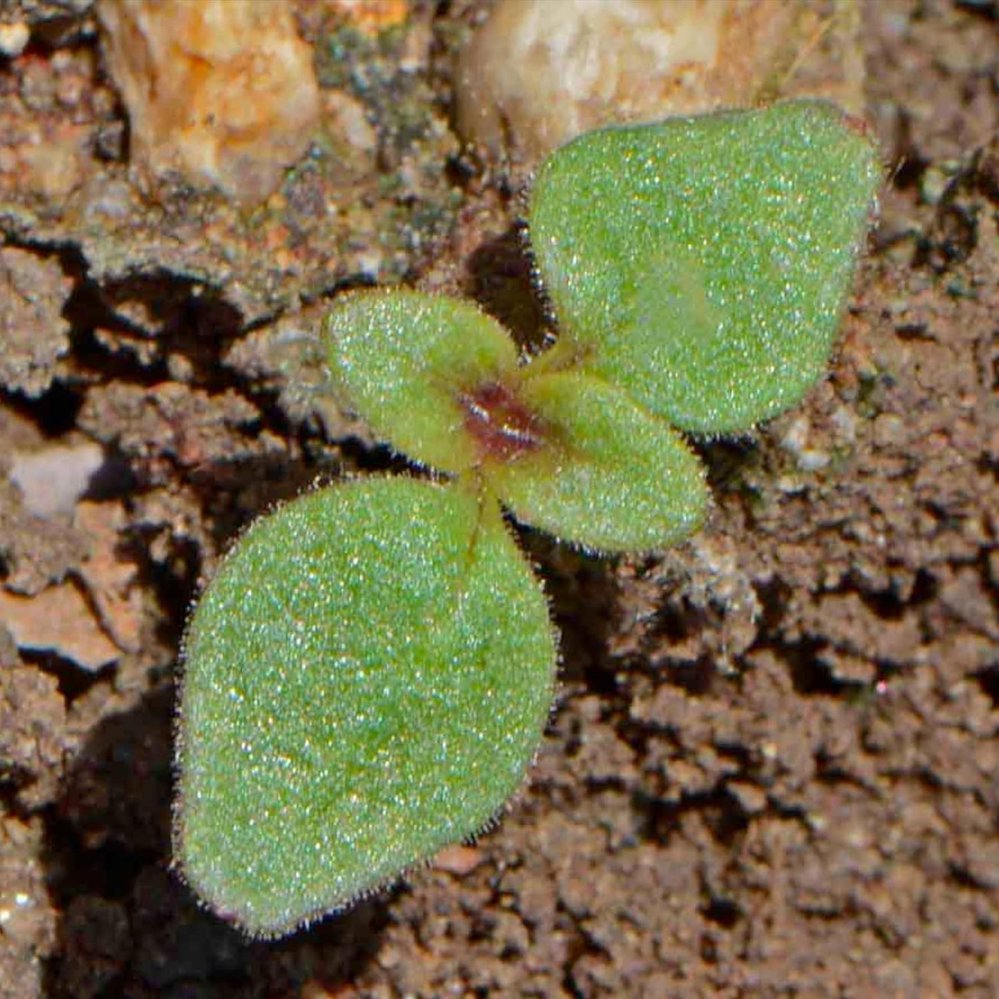 Seed Needs Mixed Tetra Snapdragon Seeds - 1,000 Heirloom Seeds for Butterfly Gardens | Annual Antirrhinum Majus