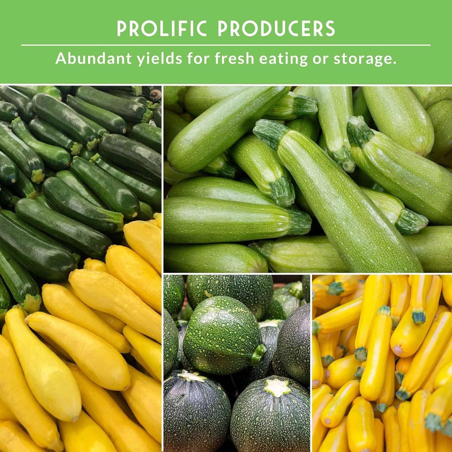 Survival Garden Seeds - Zucchini & Squash Collection | Non-GMO Heirloom Seeds Assortment