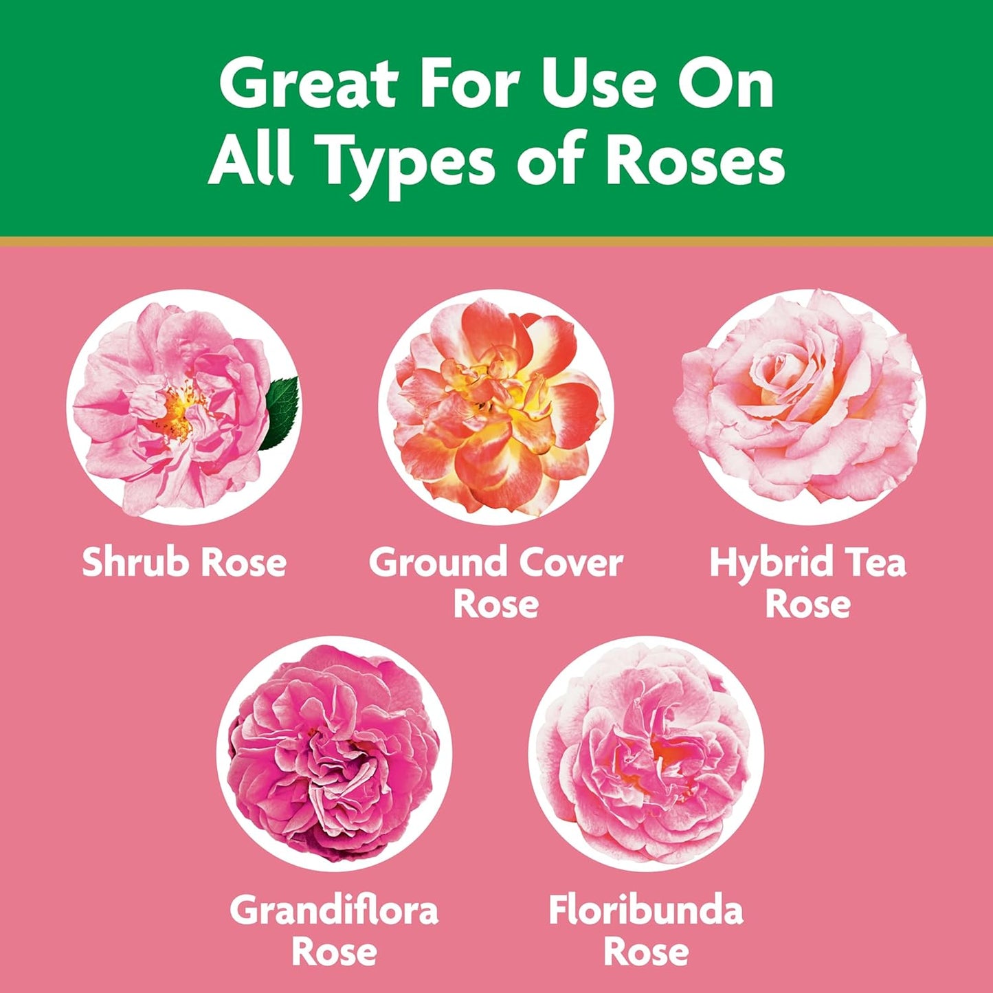 Miracle-Gro Rose Plant Food - Water Soluble Formula for Vibrant Blooms | 1.5 lb